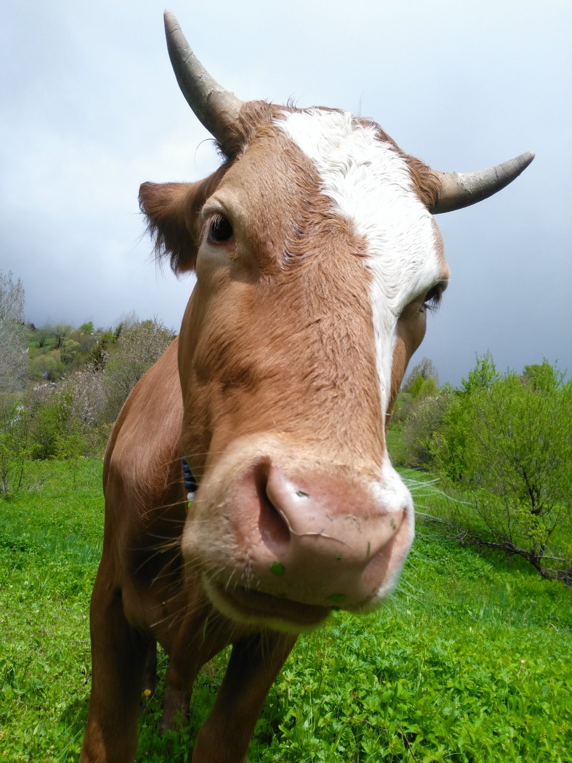 A brown and white horned cow in a green field